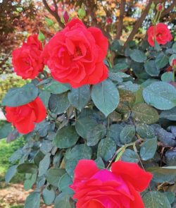 小众送妈妈的花有哪些花