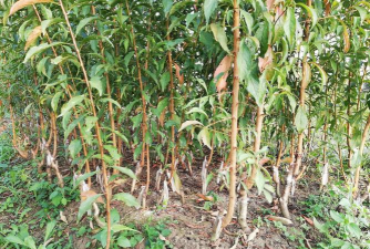 小众送妈妈的花有哪些花