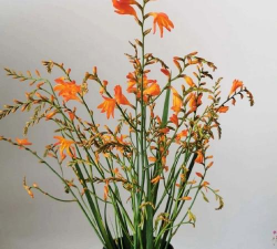 小众送妈妈的花有哪些花