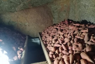 小众送妈妈的花有哪些花