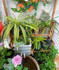 小众送妈妈的花有哪些花