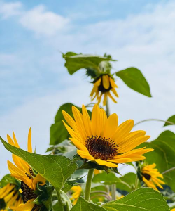 小众送妈妈的花有哪些花