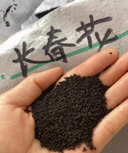 小众送妈妈的花有哪些花