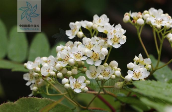 小众送妈妈的花有哪些花