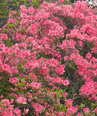 小众送妈妈的花有哪些花