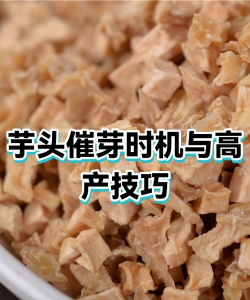 毛芋头催芽技术全解析：不同季节与地区的科学操作指南