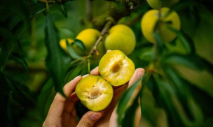 小众送妈妈的花有哪些花