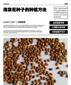 小众送妈妈的花有哪些花