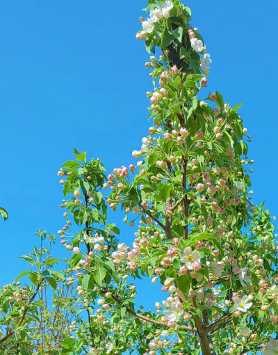 小众送妈妈的花有哪些花