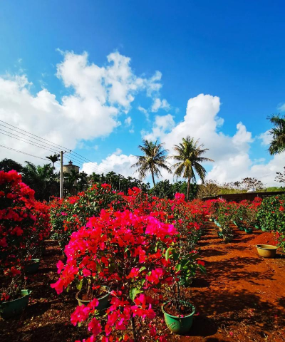 小众送妈妈的花有哪些花
