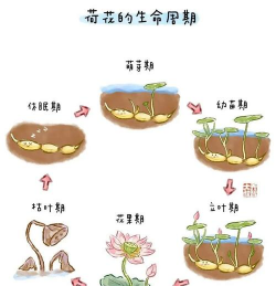 小众送妈妈的花有哪些花