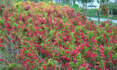 济宁市红王子锦带种子花期