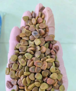 小众送妈妈的花有哪些花