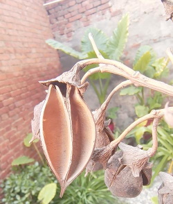 小众送妈妈的花有哪些花