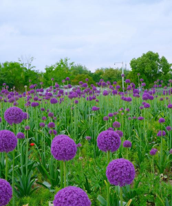 小众送妈妈的花有哪些花
