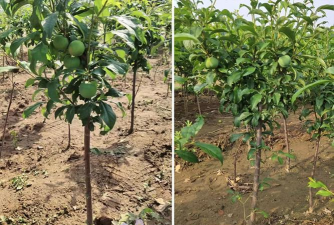 小众送妈妈的花有哪些花