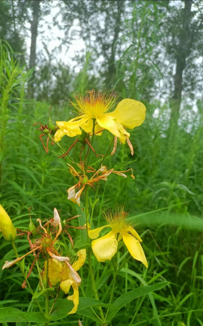 小众送妈妈的花有哪些花