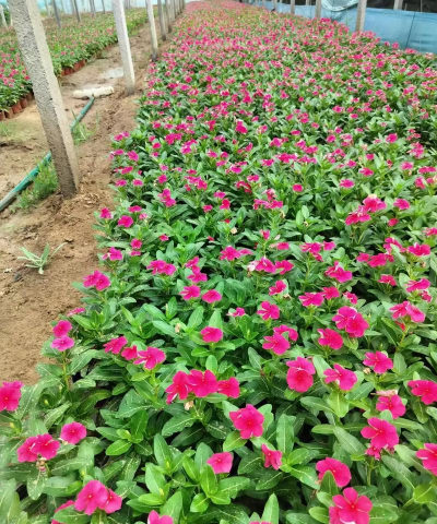 小众送妈妈的花有哪些花