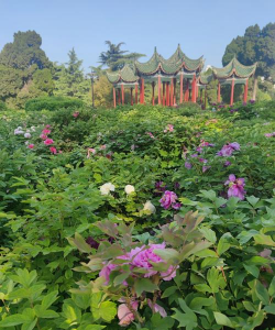 小众送妈妈的花有哪些花