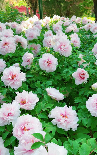 小众送妈妈的花有哪些花