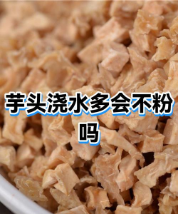 毛芋头浇水技术全解析：不同季节与地区的科学灌溉方案