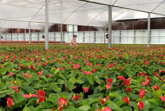 小众送妈妈的花有哪些花