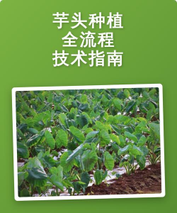 芋头种在水里还是地里毛芋头种植技术全解析（附不同季节与地区实操方案）