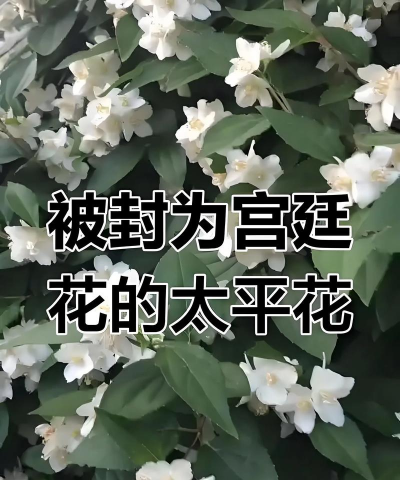 小众送妈妈的花有哪些花