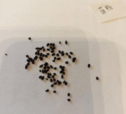 求购长春花种子