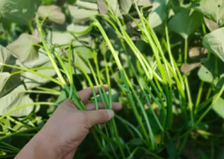 小众送妈妈的花有哪些花