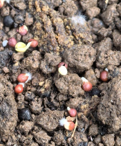 小众送妈妈的花有哪些花