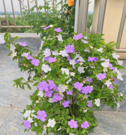 小众送妈妈的花有哪些花