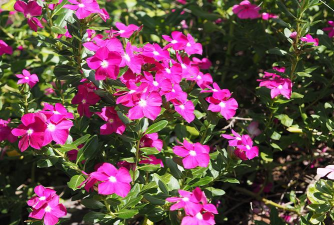 小众送妈妈的花有哪些花