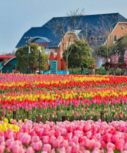 小众送妈妈的花有哪些花