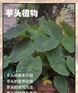 毛芋头种植密度详解：芋头每亩种多少棵较好