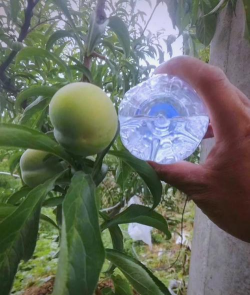 小众送妈妈的花有哪些花