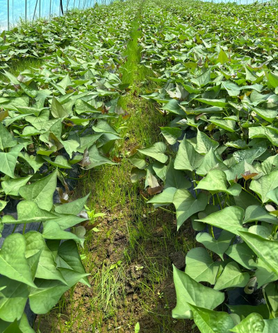 小众送妈妈的花有哪些花