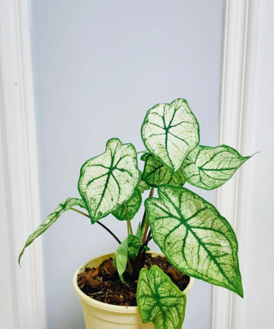 小众送妈妈的花有哪些花