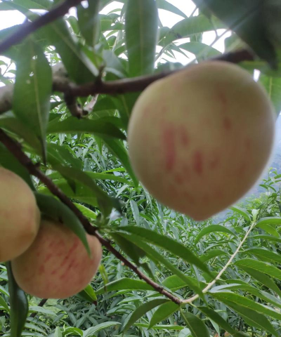 小众送妈妈的花有哪些花