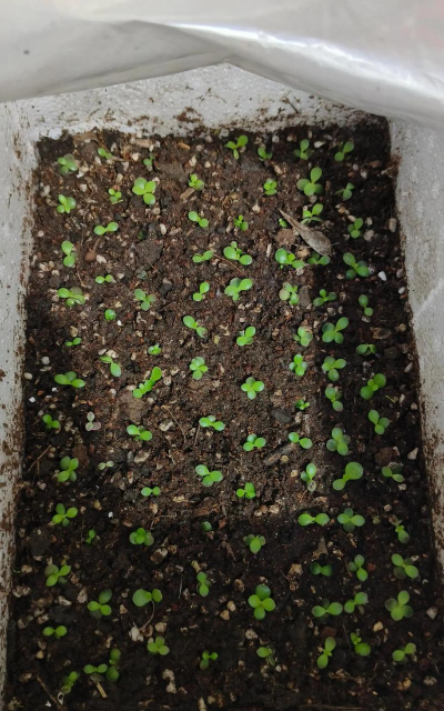 小众送妈妈的花有哪些花