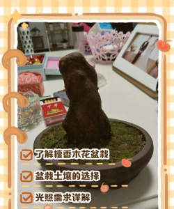 檀香花的种植方法