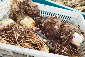 芋头下什么肥能让芋头膨大毛芋头高效膨大施肥技术全解析