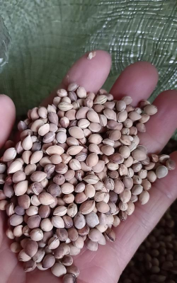 小众送妈妈的花有哪些花