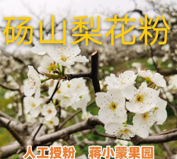 皇冠梨是自花授粉吗种植技术详解与季节性管理方案