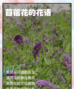 苜蓿花花语