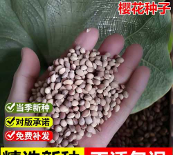 小众送妈妈的花有哪些花