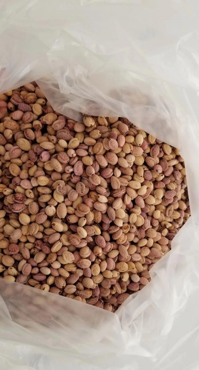 樱花种子千粒重