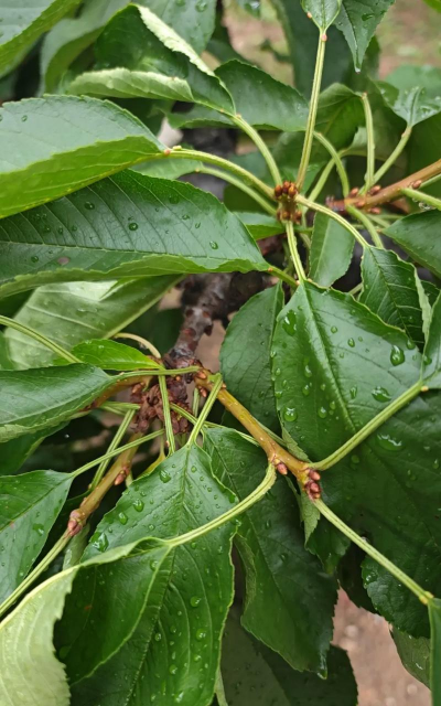 小众送妈妈的花有哪些花