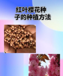 小众送妈妈的花有哪些花