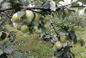 皇冠梨几月份膨大关键膨大期管理技术全解析